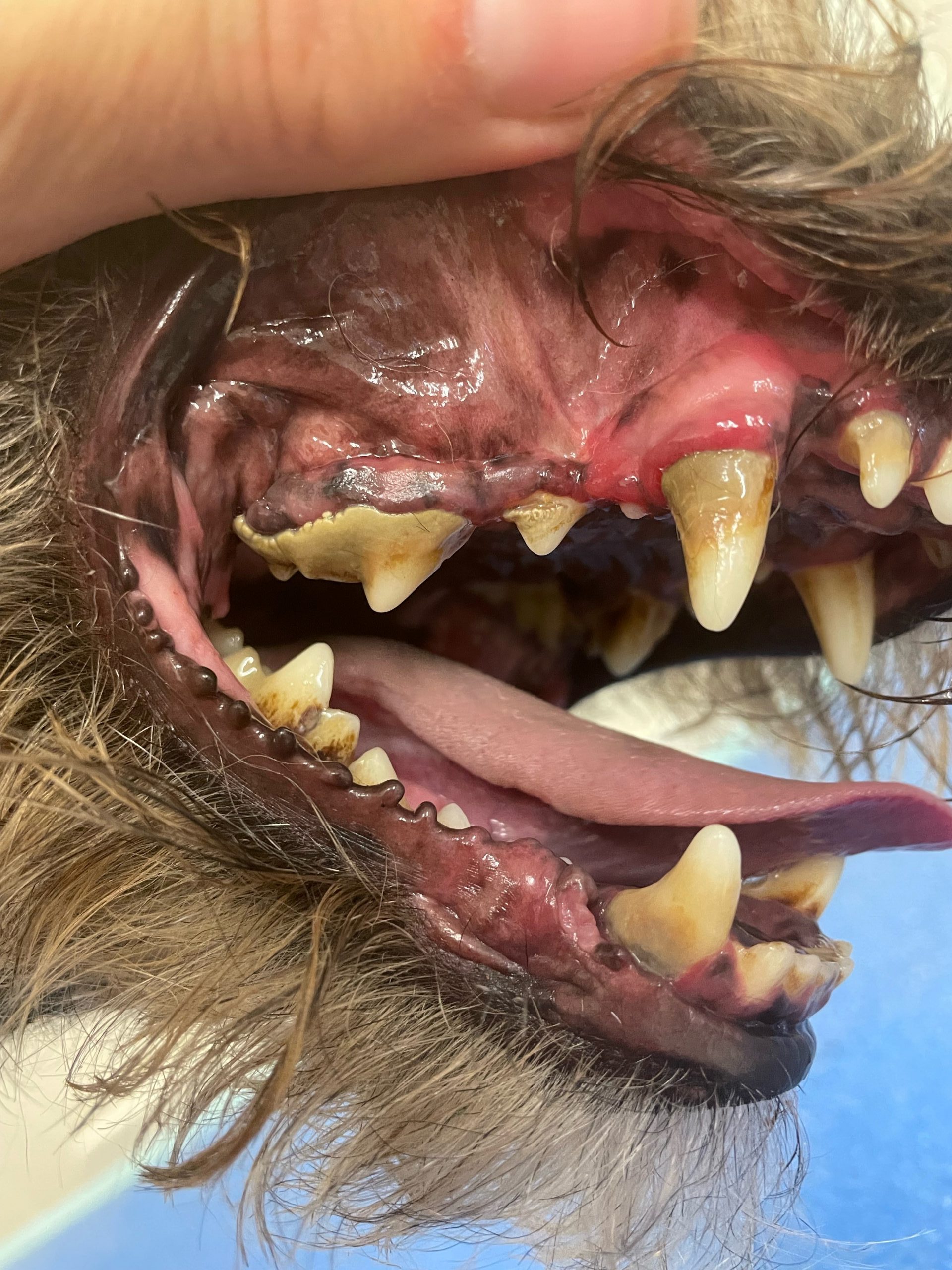 teeth 2
